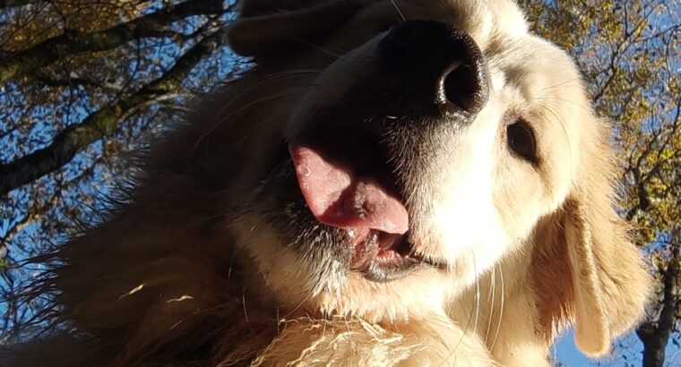 Bilan Psycho-Comportemental