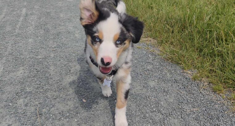 Séance individuelle chiot